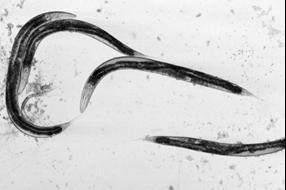 . elegans