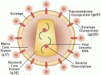 hiv.jpg