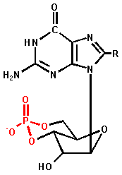 cGMP.gif