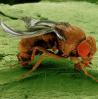 fruitfly1.jpg