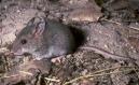 mouse2.jpg