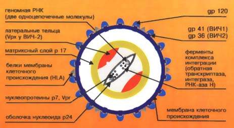 hiv2.jpg