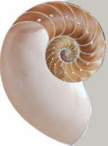 shell