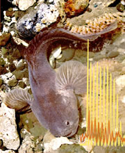 fish.jpg