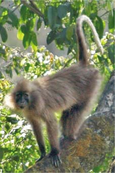 new-monkey.jpg
