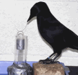 crow.gif