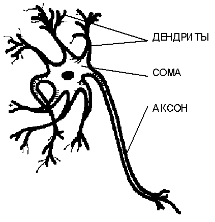 neuron.gif