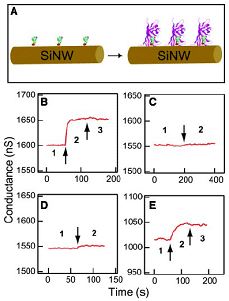 sinw-ns02.gif