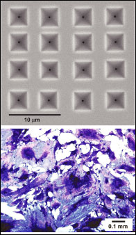 stemcell.jpg