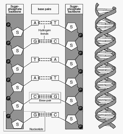dna2